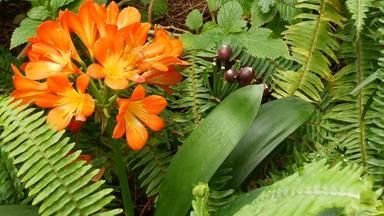 故乡布什南非黑人莉莉花加州美国<strong>君子</strong>兰miniata橙色艳丽的异国情调的激烈的充满活力的植物布鲁姆热带丛林热带雨林大气自然花园生动的新鲜的多汁的绿色植物